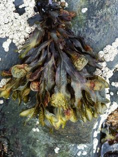 seaweed on rock with lichens and white speckles growing from it