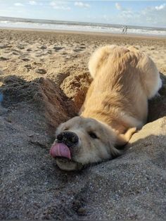 a brown dog laying on top of a sandy beach next to the ocean with it's tongue hanging out