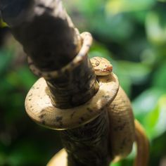 a close up of a tree branch with a snake on it's back end