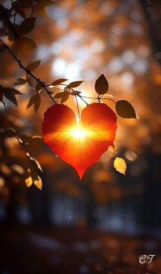 a heart shaped leaf hanging from a tree branch with the sun shining through it's leaves