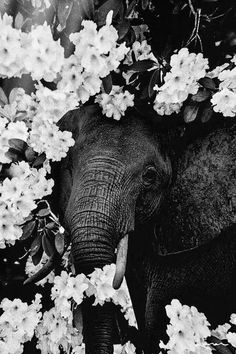 black and white photograph of an elephant surrounded by flowers