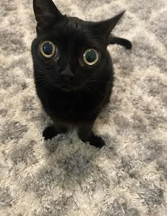 a black cat sitting on top of a white carpet looking up at the camera with big blue eyes