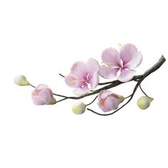 pink flowers on a branch against a white background