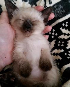 a small kitten is being held in someone's hand with its eyes closed and head down