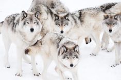 four wolfs are standing in the snow together