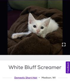 a white cat laying on top of a brown blanket