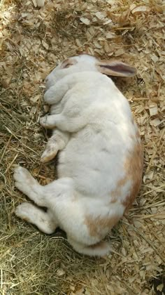 a small white and brown rabbit laying on top of dry grass next to straw covered ground