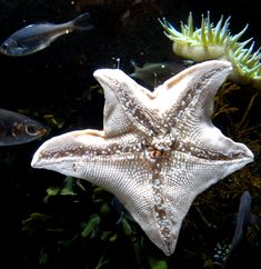 starfish and other marine life in an aquarium