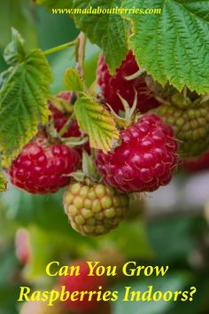 Wondering if you can grow raspberries indoors? Learn how to enjoy fresh, juicy berries year-round with these simple tips for indoor gardening!