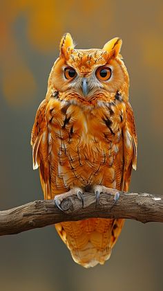 an orange owl sitting on top of a wooden branch