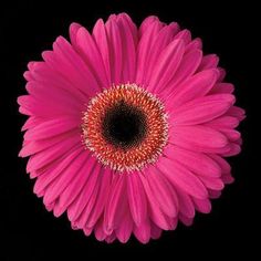 a bright pink flower with an orange center on a black background is seen from above