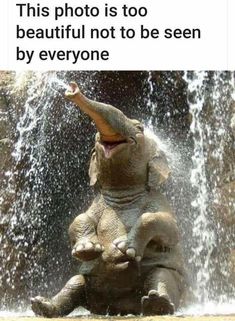 an elephant sitting in front of a waterfall