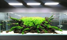 an aquarium filled with green moss and rocks