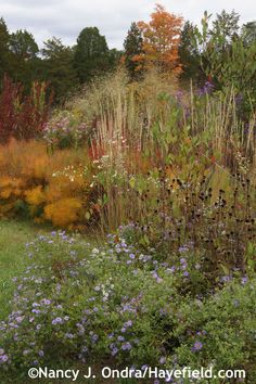 an assortment of plants and flowers in a garden with blue, yellow, purple and orange colors