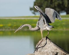 a bird standing on top of a rock next to a body of water with it's wings spread