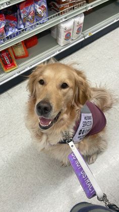 a dog wearing a vest sitting on the floor in front of a store shelf with its leash