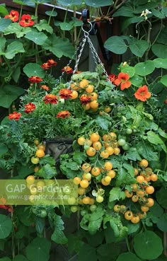 a hanging basket filled with lots of orange and red flowers next to green leaves in a garden