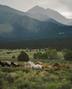 several horses are running in the field with mountains in the background