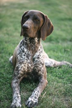 a brown and black dog laying in the grass