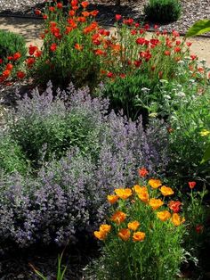 a garden filled with lots of different types of flowers