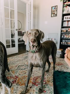 a dog standing on top of a rug in a living room next to another dog