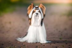 a small white and brown dog sitting on top of a dirt road next to grass