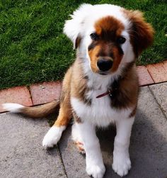 a brown and white dog sitting on top of a sidewalk next to some green grass