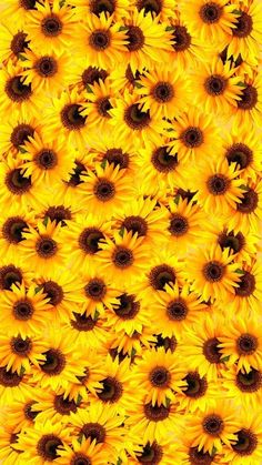 a large group of yellow sunflowers are in the middle of a square pattern