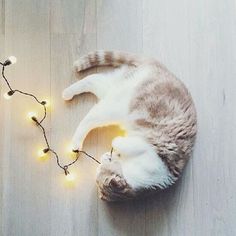 a cat laying on top of a wooden floor next to a string of christmas lights