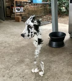 a dalmatian dog standing next to a black bowl