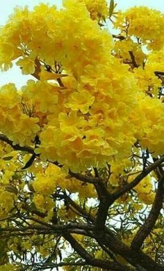 yellow flowers are blooming on the tree