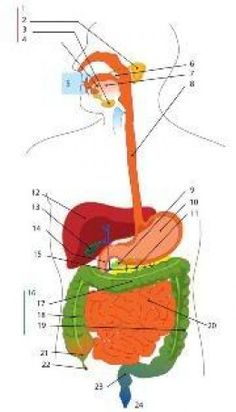 diagram of the human body and its organs