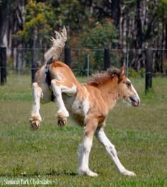 a brown and white horse standing on its hind legs in a grassy field with trees behind it