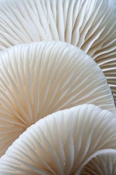 three white mushrooms are shown in close up view, with the tops turned to look like they have been folded together