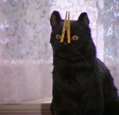 a black cat sitting on top of a table with scissors in it's ears