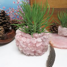 some plants and rocks on a table with pinecone in the backround