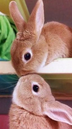 two brown rabbits sitting next to each other