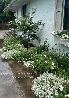 white flowers line the side of a house with water running down it's driveway