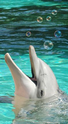 a dolphin is playing with bubbles in the water