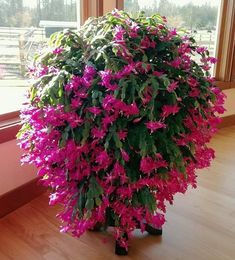 purple flowers are blooming in the middle of a room with large windows and wooden floors