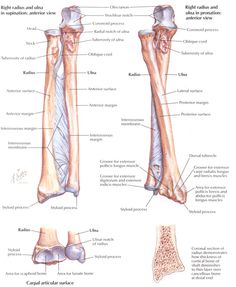 an image of the bones and their major skeletal structures, including the lower limb muscles