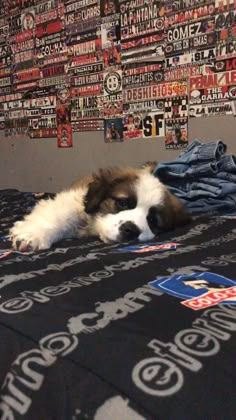 a brown and white dog laying on top of a bed