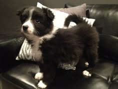 a small black and white dog sitting on top of a couch next to a pillow