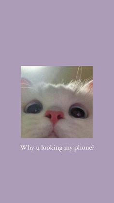 a white cat with big blue eyes looking at the camera and texting, why u looking my phone?