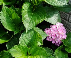 a pink flower surrounded by green leaves in front of a wooden wall and grey building