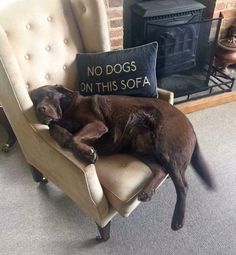 a brown dog laying on top of a chair next to a pillow that says no dogs on this sofa