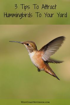 a hummingbird flying through the air with text overlay that reads 3 tips to attract hummingbirds to your yard