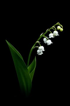 a white flower with green leaves on a black background