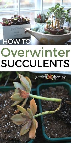 how to overwint succulents in the garden