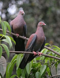 two birds sitting on top of a tree branch